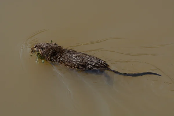 Muskrat Ondatra zibethicus) nadando en el lago —  Fotos de Stock