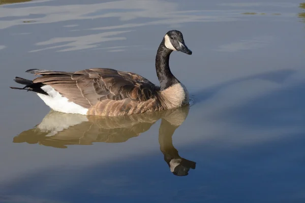 Canada Goose swimming on lake — Stock Photo, Image