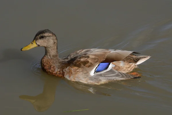 Gräsand Drake anka simning på sjön — Stockfoto