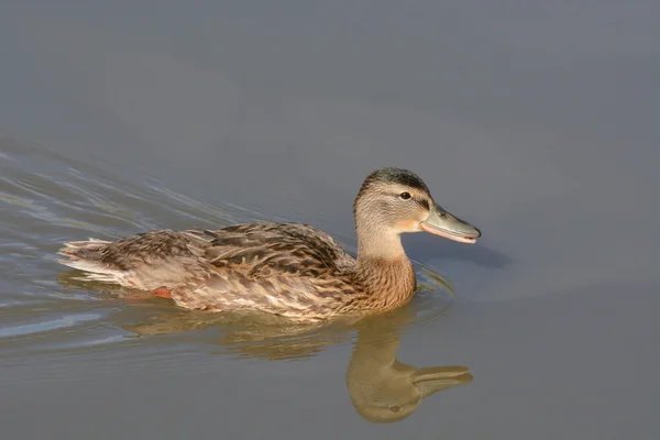 Mallard Duck swimming on lake — Stock Photo, Image