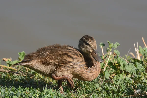 Canard colvert canard — Photo