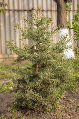 Bahçede büyüyen küçük kozalaklı ağaç