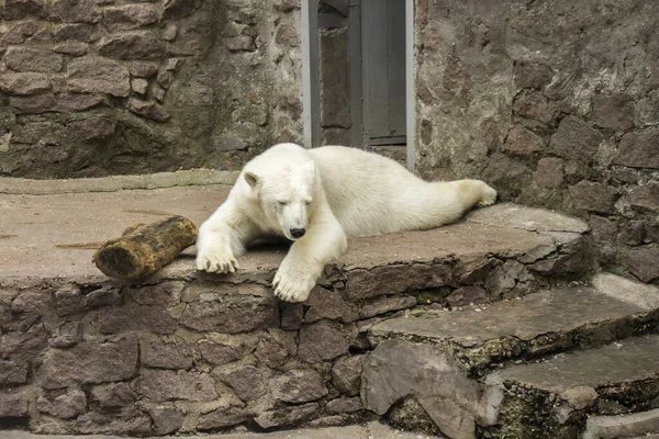 Polar Bear Lies Stone Platform — Stock Photo, Image
