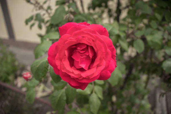 Rose Rot Garten Wächst Einem Grünen Strauch — Stockfoto