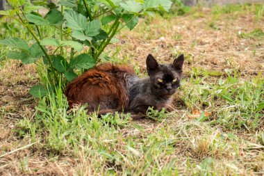 Evsiz kedi yeşil bir çalılığın altında yatıyor