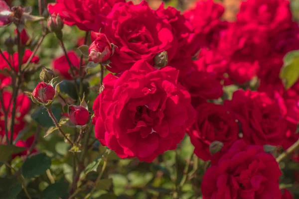 Rote Rose Wächst Einem Grünen Strauch — Stockfoto