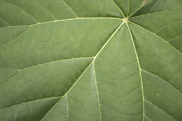 Genç bir paulownia ağacının büyük yeşil yaprağı.