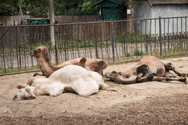 Yerde yatan üç deve var.