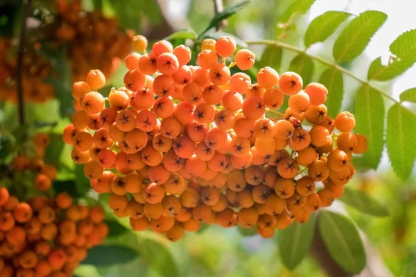 一丛串橘红色的树莓 — 图库照片