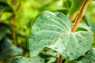 Green leaf with water droplets on blurred background