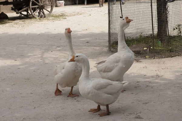 Arka planda kumdan yapılmış üç beyaz kaz. Kapalı alanda.