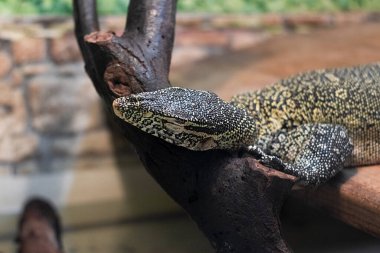 Çok renkli bir kertenkele, tahta bir dalda yatıyor, yakın plan.