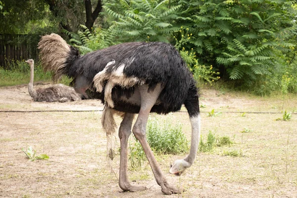 İki büyük Afrika devekuşu açık havada kapanıyor.