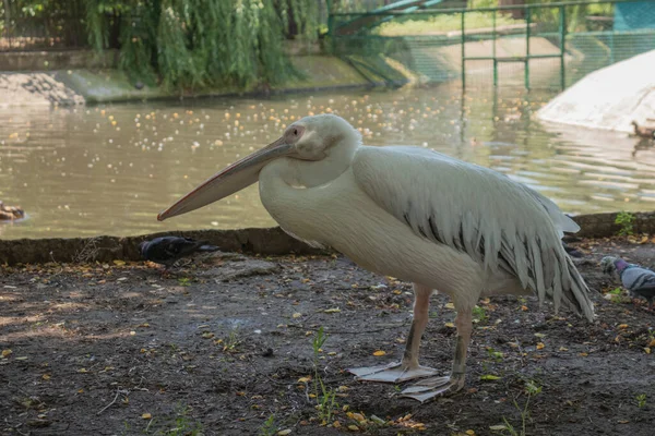 Great White Pelican Seated Sideways Front Lens Closeup Outdoors — Fotografia de Stock