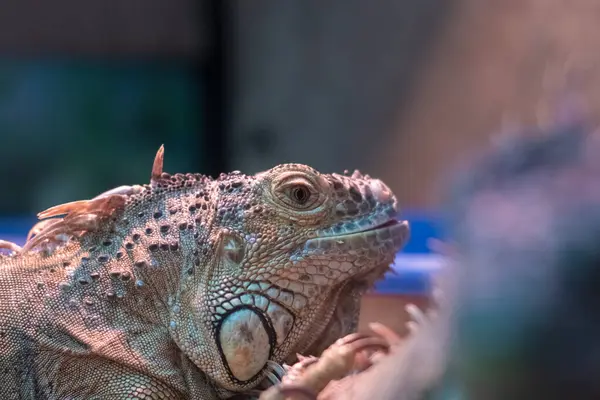Merceğe bakıyorum, teraryumdaki sıradan iguana, yakın çekim.