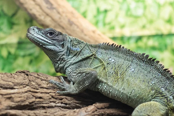 Patrząc Obiektyw Jaszczurka Agama Terrarium Zbliżenie Zdjęcie Stockowe