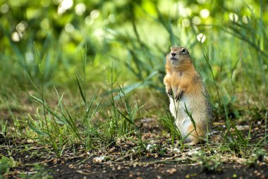 Gopher in the forest