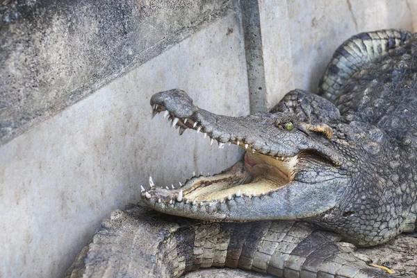 Crocodile in zoo — Stock Photo, Image