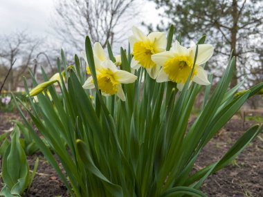Bahar bahçesinde çiçek açan nergis sarı çiçeği. Taze nergisler. Bahçede çiçek açan narsisler.