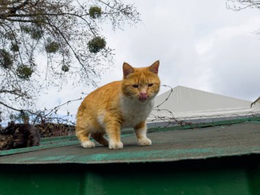 Dili dışarı çıkmış büyük kırmızı-beyaz bir kedi gökyüzünün arka planına karşı çatıda duruyor. Pis, üzgün, evsiz kedi