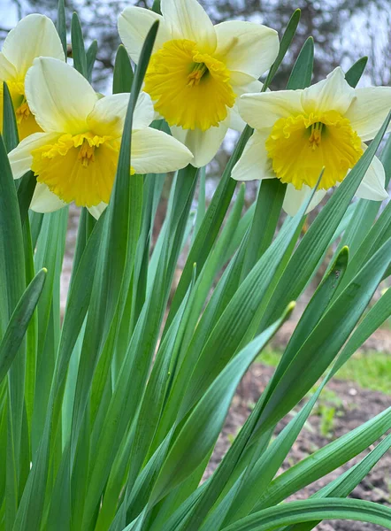 Narcissus baharda çiçek açar. Narcis çiçekleri bahar bahçesinde
