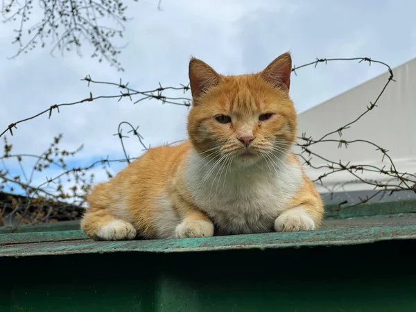Dikenli tellerle çatıda oturan evsiz kırmızı ve beyaz bir kedi. Melez kedi, evsiz hayvan. Sokak üzgün, pis kedi.