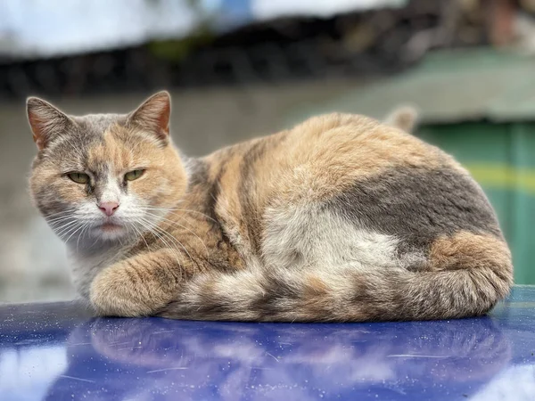 Eine streunende Katze liegt auf dem Dach eines Autos — Stockfoto