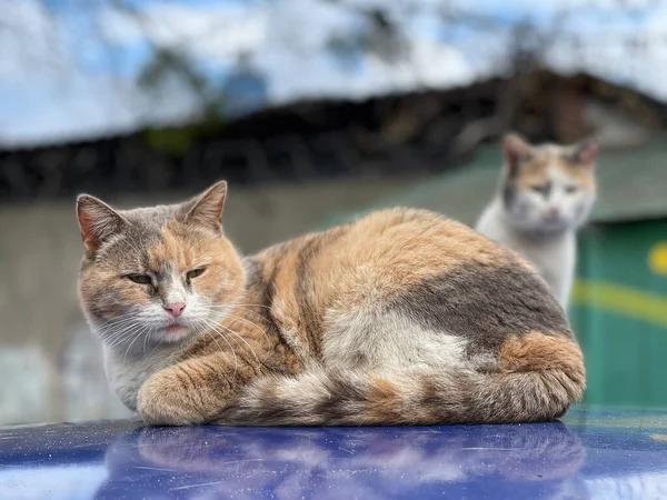 Bir çift renkli kedi arabanın çatısında oturuyorlar.