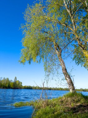 Yazın mavi gökyüzüne karşı nehir kıyısında bir ağaç. Sakin gölü ve berrak mavi gökyüzü olan renkli yaz manzarası