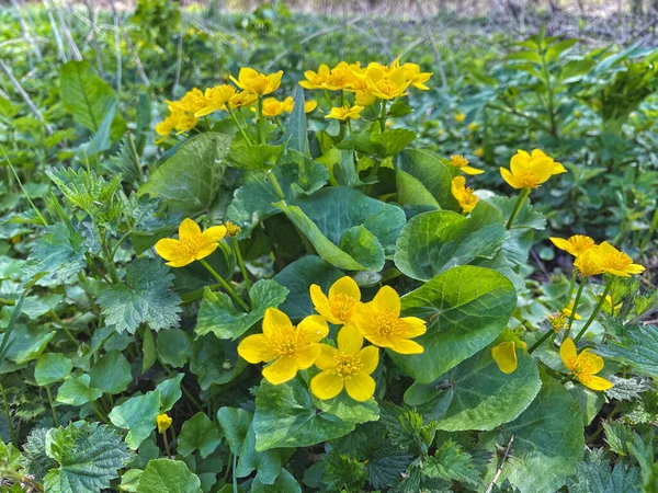 Flores silvestres amarelas com urtigas. Fundo de primavera com amarelo Blooming Caltha palustris, conhecido como pântano-calêndula e kingcup. Floração de plantas de cor dourada no início da primavera com urtigas. — Fotografia de Stock