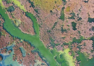 Tarladaki bataklık arasında küçük dar bir nehir yatağı. Ukrayna manzarası. Temiz suyu olan bir nehrin drone görüntüsü yabani bitkilerle kaplıdır..