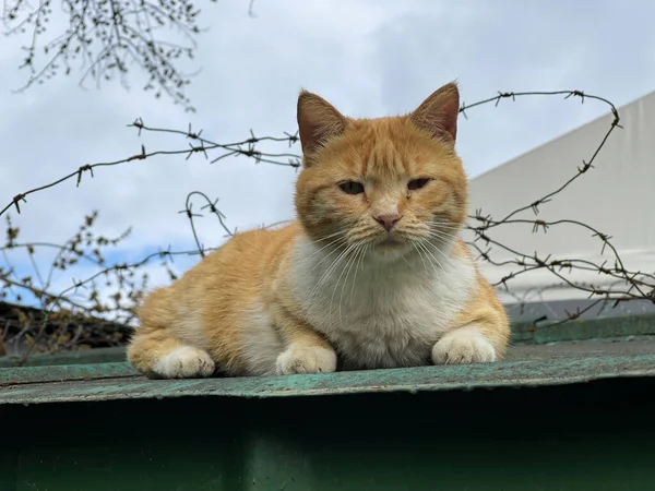 Dikenli tellerle çatıda oturan evsiz kırmızı ve beyaz bir kedi. Melez kedi, evsiz hayvan. Sokak üzgün, pis kedi.