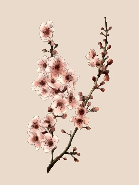 Sakura flor con un fondo rosa, sakura cerezo arte de la pared Acuarela —  Fotos de Stock