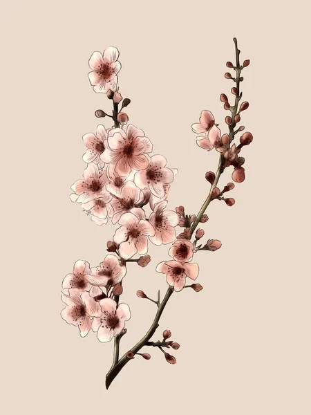 Sakura blomma med en rosa bakgrund, sakura körsbär vägg konst Akvarell Stockbild