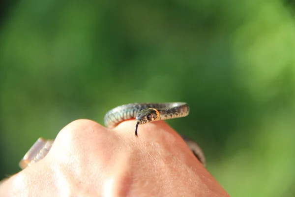 Snake — Stock Photo, Image