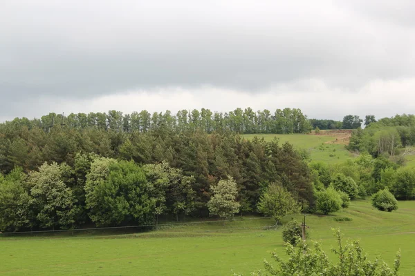 Green field — Stock Photo, Image