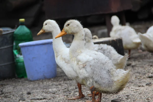 Ente — Stockfoto