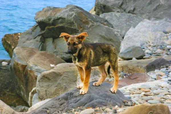 Puppy — Stock Photo, Image