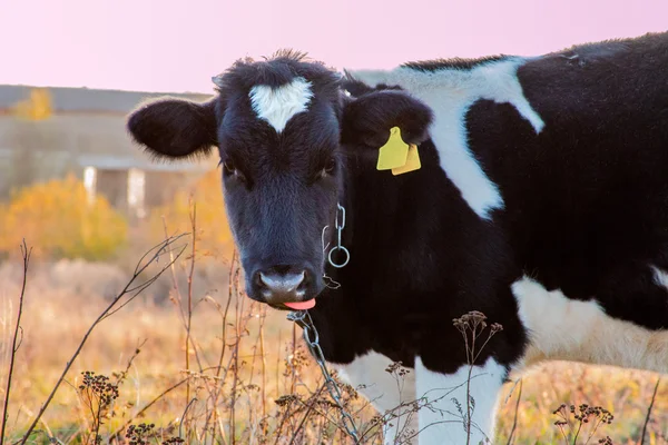 Buzağı çayırda ot yiyor