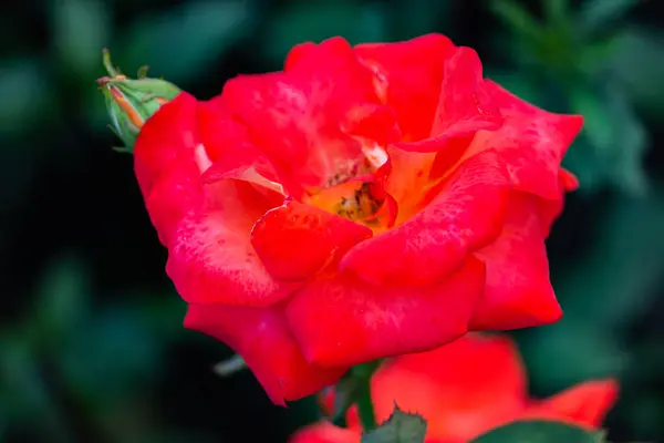Rose Bright Orange Color Close Garden — Stock Photo, Image