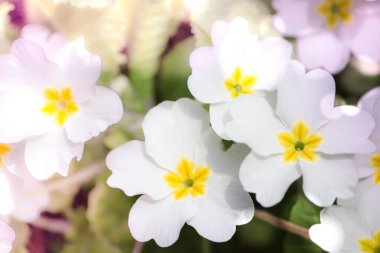 Çuha çiçeği, çiçek detayı. Sıradan bir çuha çiçeği ya da İngiliz, Avrupa 'nın sağlıklı çiçekleri. Beden Eğitimi