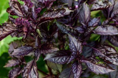 Mor ve yeşil fesleğen fidanı. Gardda taze organik yeşil ve mor fesleğen yetişiyor.