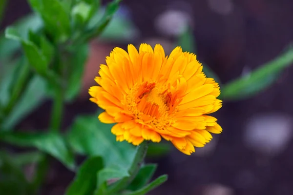 Caléndulas Tagetes Erecta Caléndulas Mexicanas Caléndulas Aztecas Caléndulas Africanas Cerca — Foto de Stock