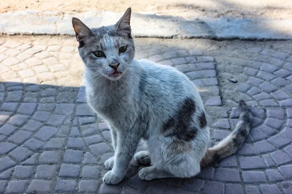 Homeless cat. Homeless pets. Street cats.