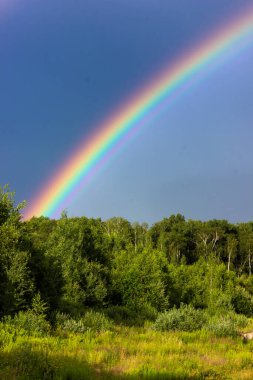 Yazın gökkuşağı, karışık orman, bulutlu gökyüzü ve açık gökkuşağı renkleri, orman yolu. Doğa manzarası. Yağmurdan sonra gökkuşağı renkleri. Yağmur bulutları.