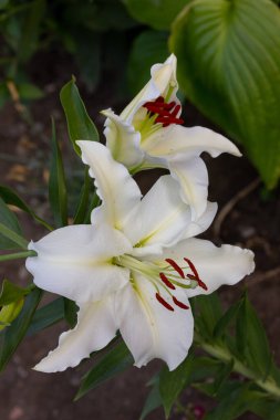 Lily, Lily bahçe kulübesinde. Büyük. beyaz zambaklar