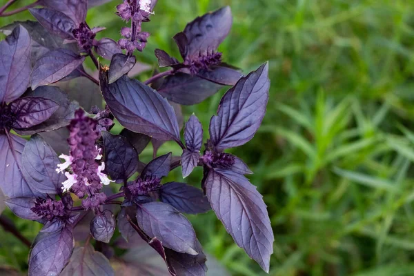 Plantação Manjericão Roxo Verde Verde Orgânico Fresco Manjericão Roxo Crescendo — Fotografia de Stock