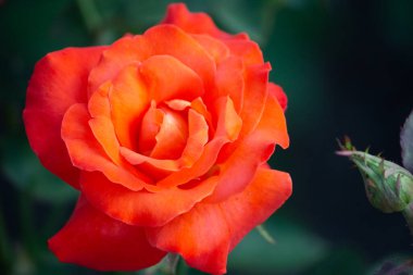 Bahçede parlak turuncu renkli bir gül..