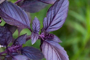 Mor ve yeşil fesleğen fidanı. Gardda taze organik yeşil ve mor fesleğen yetişiyor.