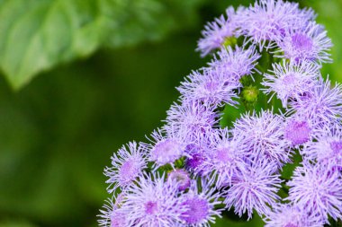 Ageratum Gauston, Ageratum Meksikalı veya Dolgotsvetka, Astrov ailesinin daimi bitkisidir..
